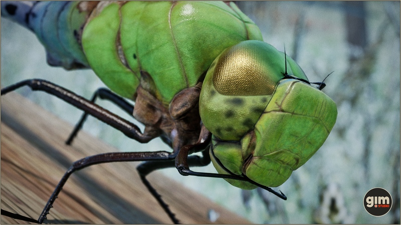 【UE45】绿蜻蜓模型带动画资产-Animalia – Green Darner Dragonfly