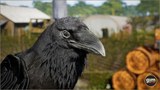 【ue45】Animalia-Raven 乌鸦包含Maya 和 3ds Max 动画绑定