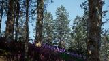 CG牛人资源网—【UE4】春夏秋冬四季苏格兰松林生物群落 Scots Pine Forest Biome