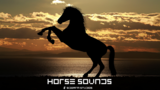 Horse Sounds Pro马声专业版